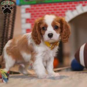 Pepper, Cavalier King Charles Spaniel Puppy